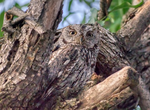 Photo by Chris Wolfgram