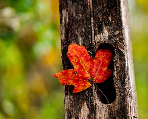 Photo by johncecilian