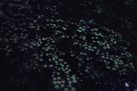 Photo by DoctorKajita