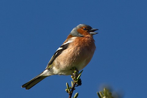 Photo by Chaffinch