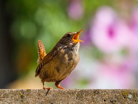 Photo by Mike Engles