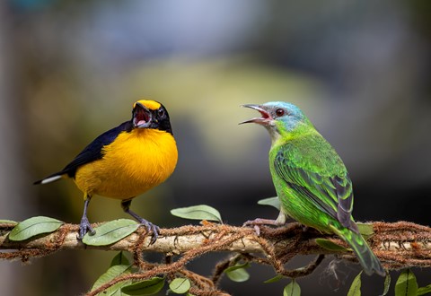 Photo by itamarcampos