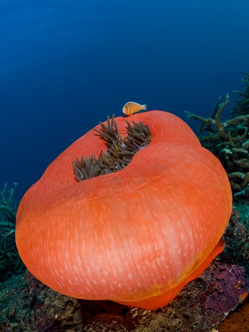 Photo by Chris Kippax