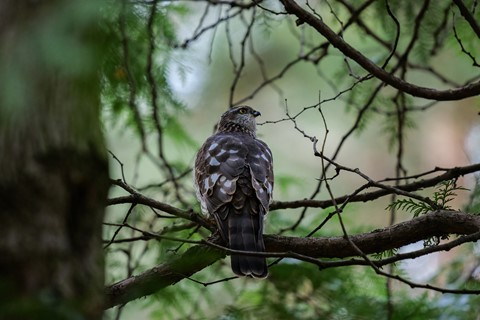 Photo by Eurasian sparrowhawk