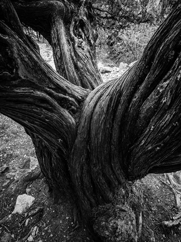 Photo by Tristan VANDENBERGHE