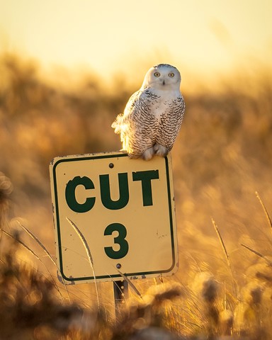 Photo by Marianne_Barnett