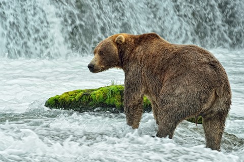 Photo by AKA_0977 Alaskan Brown Bear