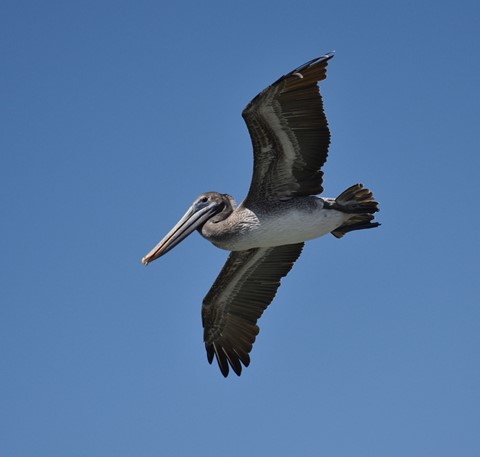 Photo by jacqueparees