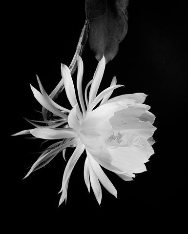 Photo by Rajesh Prasad