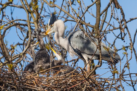 Photo by Mike Engles