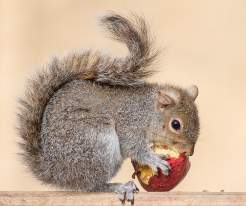 Photo by Mike Engles