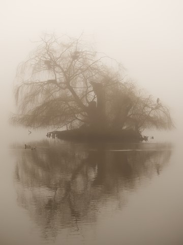 Photo by NickBrookes