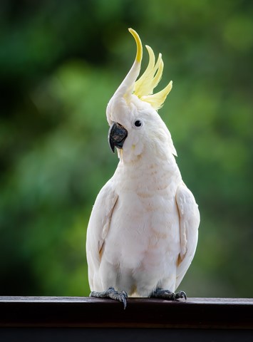 Photo by Chris Kippax