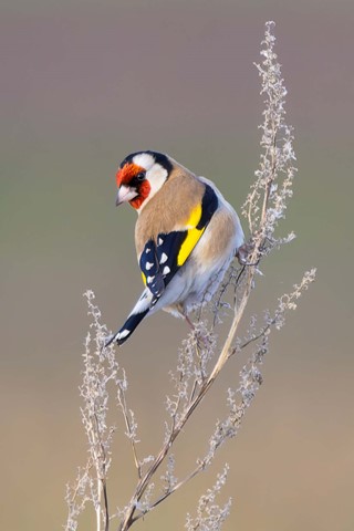 Photo by Frank Bodewig