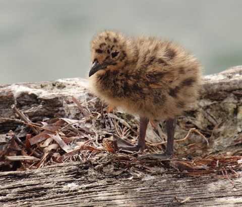 Photo by Jill Hancock