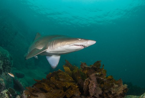 Photo by Chris Kippax