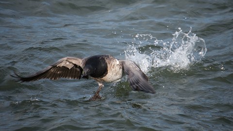 Photo by Duck taking off