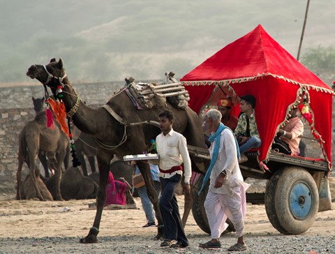 Photo by Camel travel at Pushkar