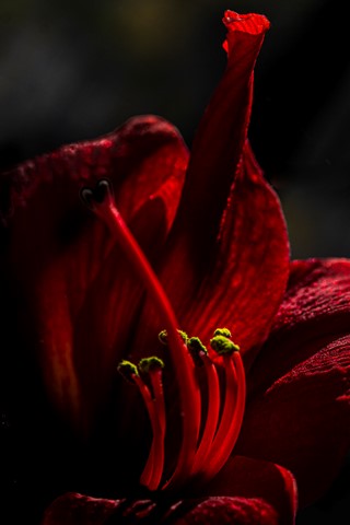 Photo by Caroline Hommet