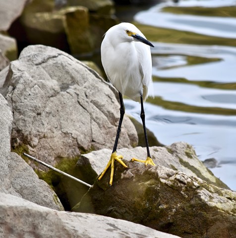 Photo by jacqueparees