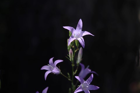 Photo by Beauty of nature