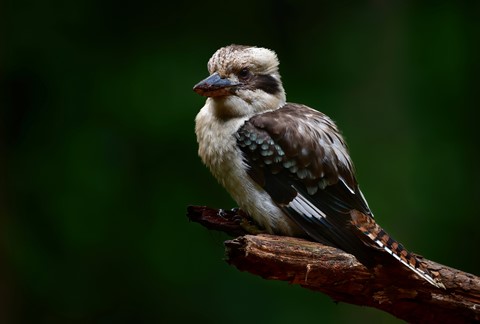 Photo by Kookaburra in the rainforest