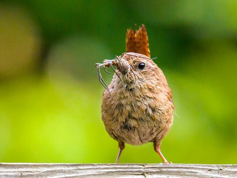 Photo by Mike Engles