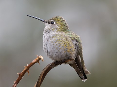 Photo by skygardener