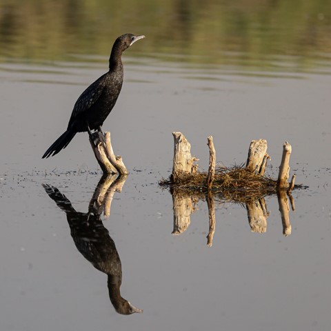 Photo by Reflections in the water