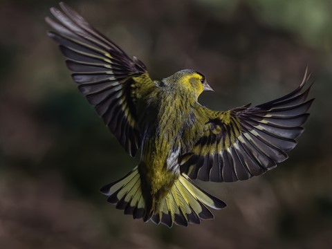 Photo by Trevor Carpenter