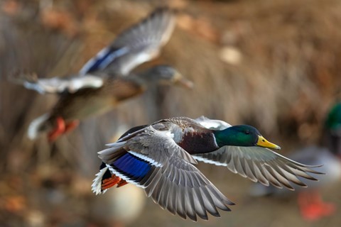 Photo by Mr. and Mrs Mallard