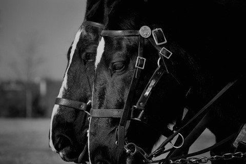 Photo by Horses of Arlington Cemetery