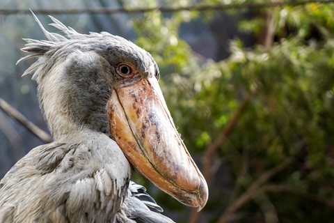 Photo by Shoebill Stork