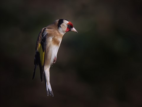 Photo by Trevor Carpenter