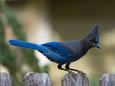 Photo by skygardener