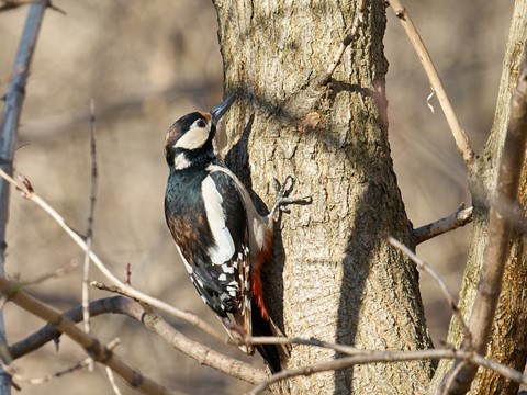 Photo by Great spotted woodpecker