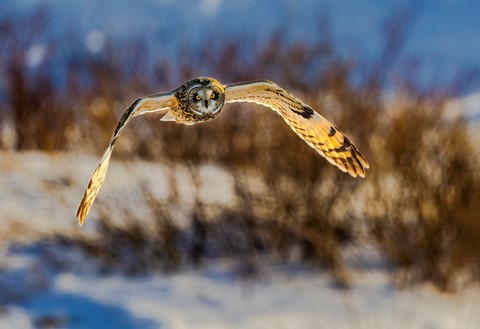 Photo by Dan Voyager