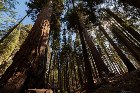 Photo by Sequoia National Park US