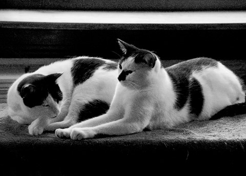 Photo by garylowellshum