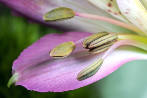 Photo by Mike Engles