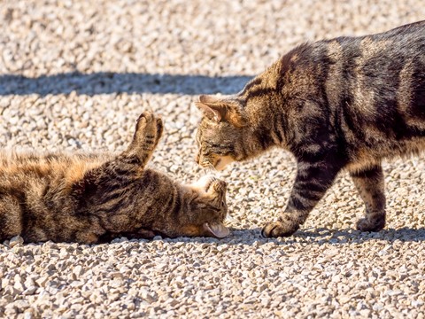 Photo by softmarmotte