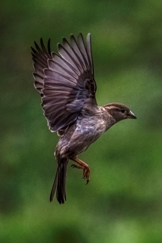 Photo by Showing off