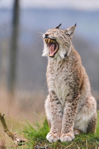 Photo by European Lynx