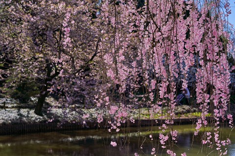 Photo by BrentSchumer