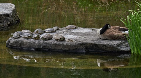 Photo by BrentSchumer