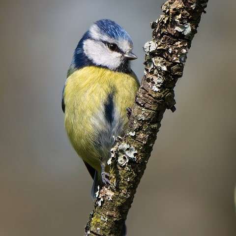 Photo by Trevor Carpenter