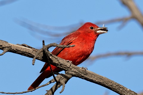 Photo by Summer Tanager