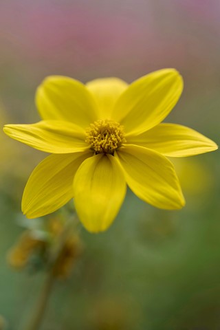 Photo by Yellow Flower