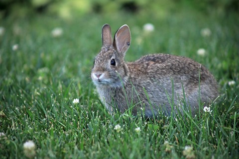 Photo by garylowellshum