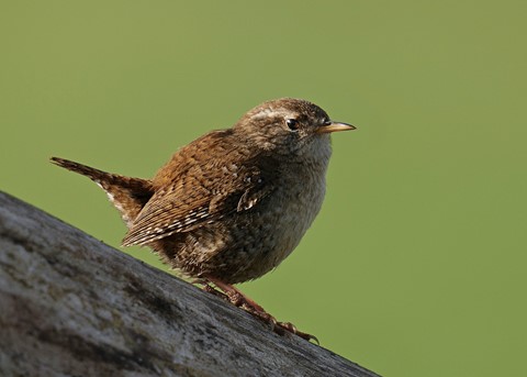 Photo by hectorpatrick